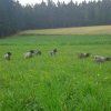 Aufzucht