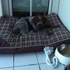 Im neuen zu Hause