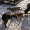 Jagdliches aus 2013
