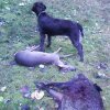 Jagdliches aus 2013
