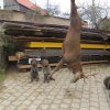 Jagdliches aus 2013