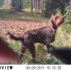 Jagdliches aus 2013