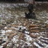 Jagdliches aus 2015