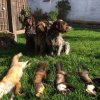 Jagdliches aus 2015