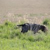 VJP - B-Wurf vom Wotanshein